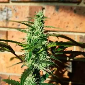 Тұқымдар Auto Blow Mind feminised Ganja Seeds