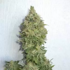 Тұқымдар тұқымдары Auto Mamba Negra feminised Ganja Seeds