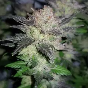Каннабис тұқымдары Auto Critical CBD feminised Ganja Seeds