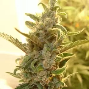 Тұқымдар тұқымдары Auto Dreamberry feminised Ganja Seeds
