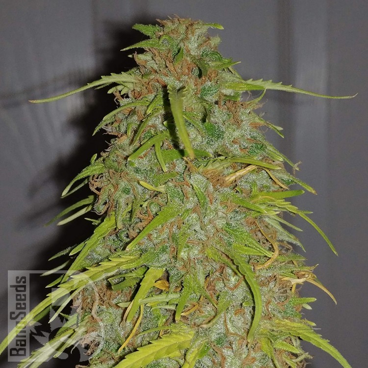 Семена Марихуаны Недорогие Купить