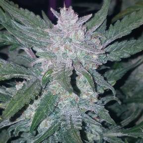 Тұқымдар тұқымдары Auto Mexican Airlines feminised Ganja Seeds