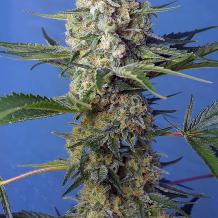 Crystal Candy feminised Ganja Seeds Fast Version