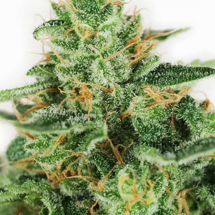 Master Kush feminised Ganja Seeds