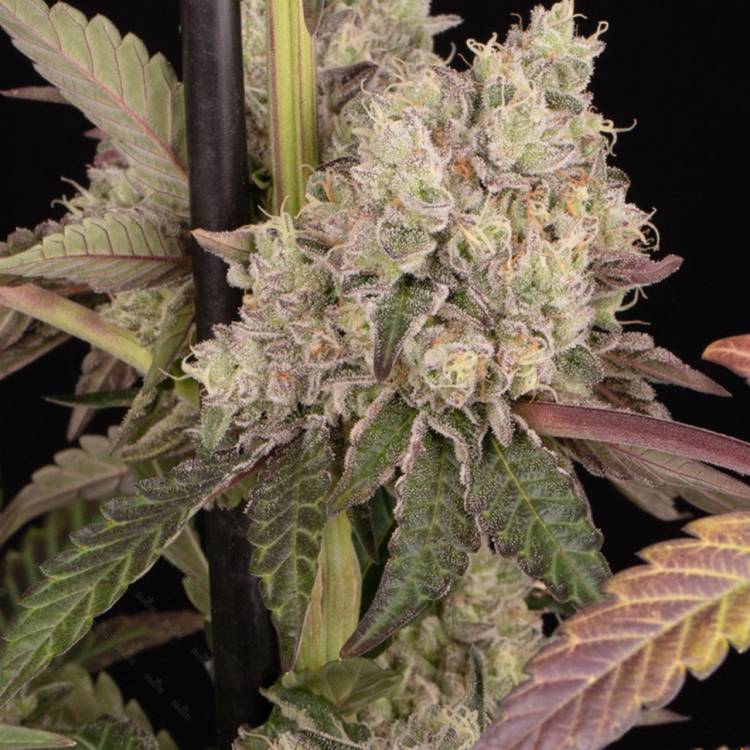 Runtz Muffin feminised Ganja Seeds