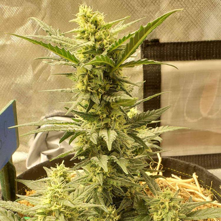 Sweet Cheese feminised Ganja Seeds