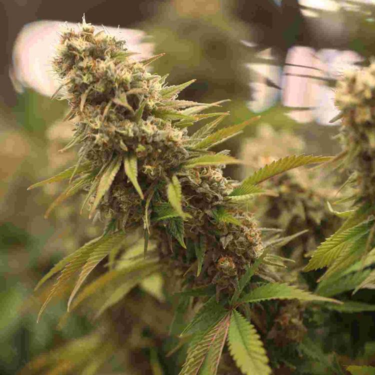 Семена Марихуаны Недорогие Купить