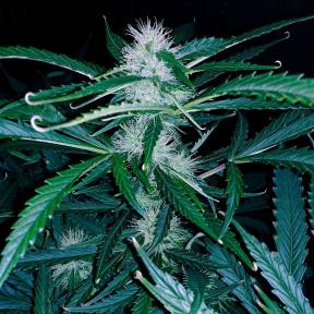 Chuck Chuck feminised Bang Seeds