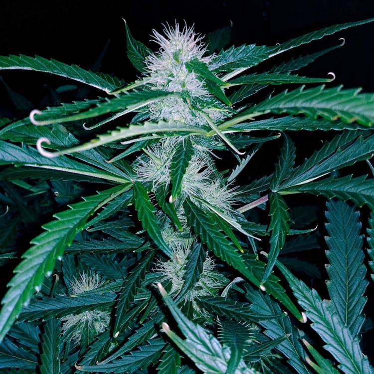 Chuck Chuck feminised Bang Seeds