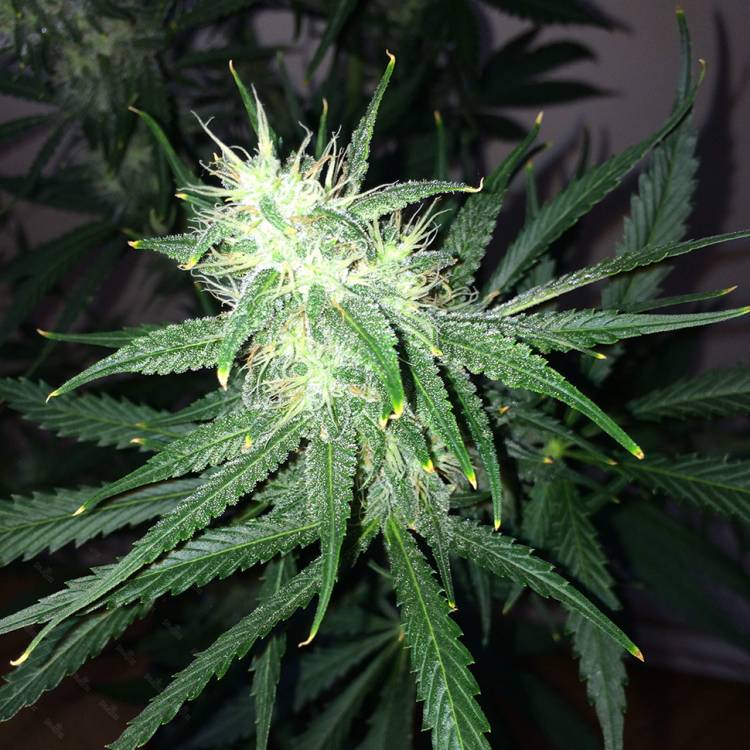 Chuy Valley feminised Bang Seeds