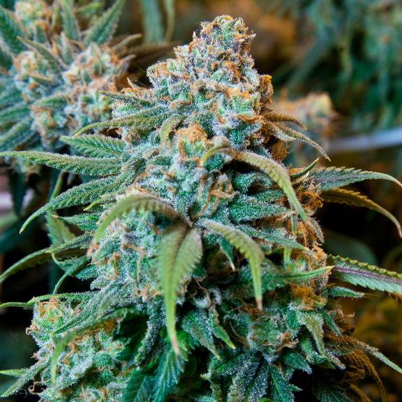 Семена Конопли | Интернет-магазин | GanjaSeeds