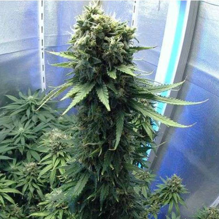 Jasybay feminised Bang Seeds