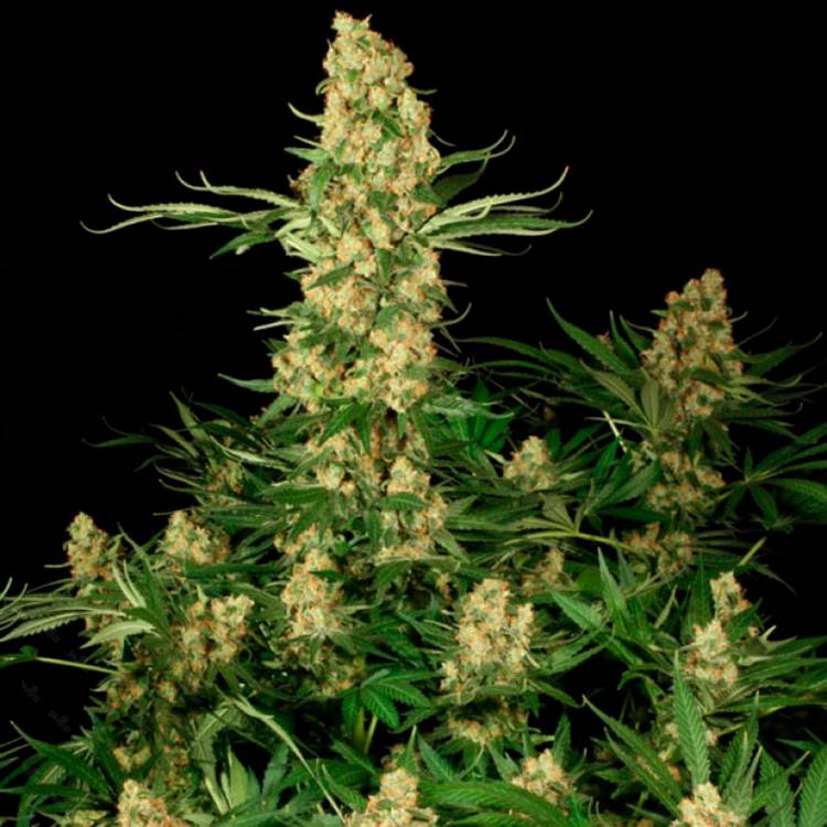 Каннабис тұқымдары Wappa feminised Ganja Seeds