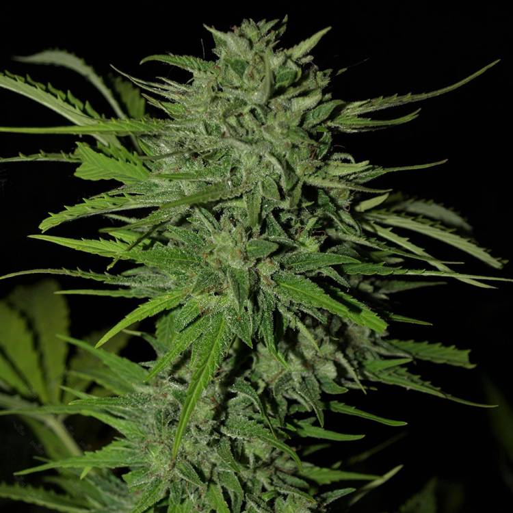 Auto Ungurtas feminised Bang Seeds