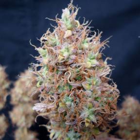 Auto Malana Bomb feminised Ganja Seeds