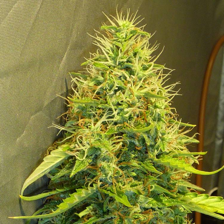 Fast Bud regular Ganja Seeds