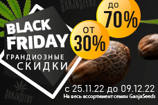 Black Friday – скидки на семена конопли до 70%!